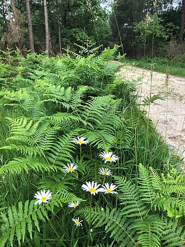 randonnee-eygurande-chemin-fleurs