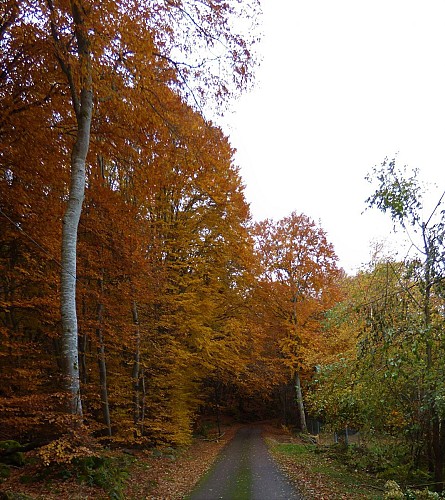 LE CHEMIN DE LA HÊTRAIE