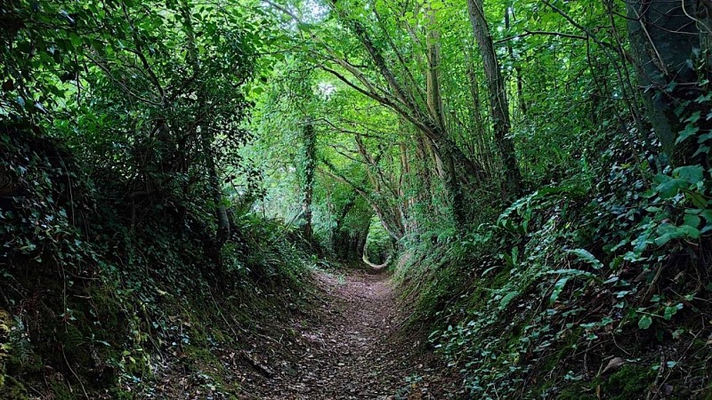 Tunnel végétal - Chemin randonnée Tréduder