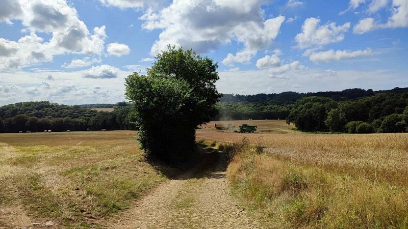 Point de vue - Moisson à Roz Sälun | Plufur