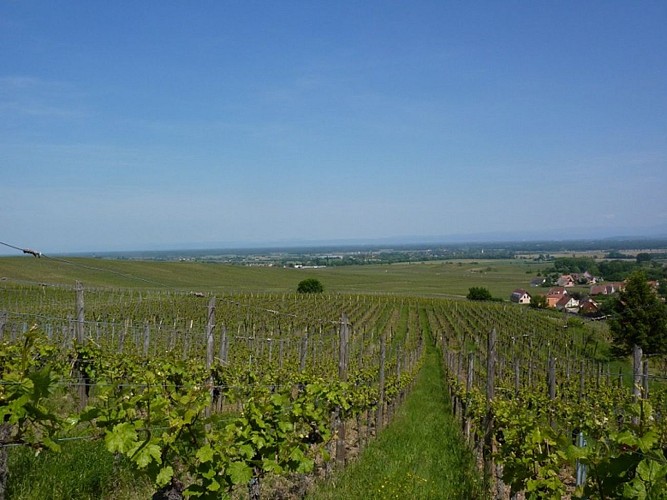 Grands Crus wine trail - Bennwihr