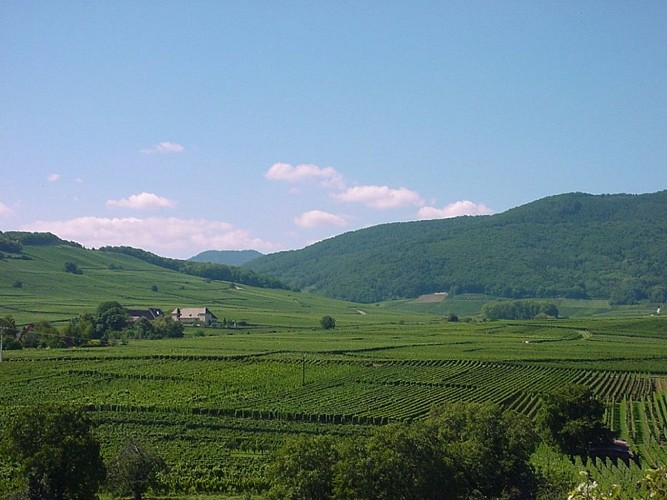 Sentier viticole des Grands Crus - Bennwihr