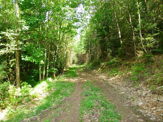 Un chemin forestier en pente douce
