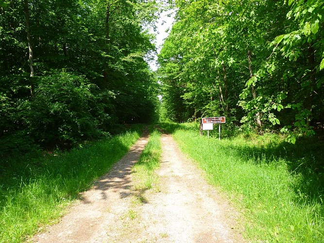 La route forestière des merisiers