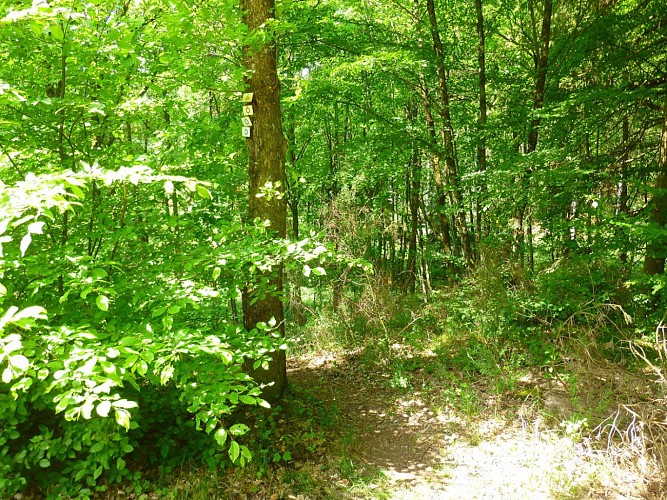 Tourner le dos à l'entrée de la Heidenkirche et le chemin apparaît.
