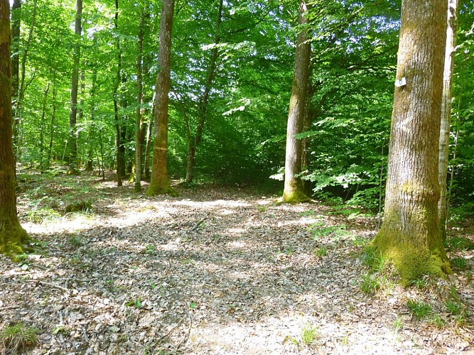 Peu avant la D723, prendre à gauche et longer la route à couvert sous les arbres.