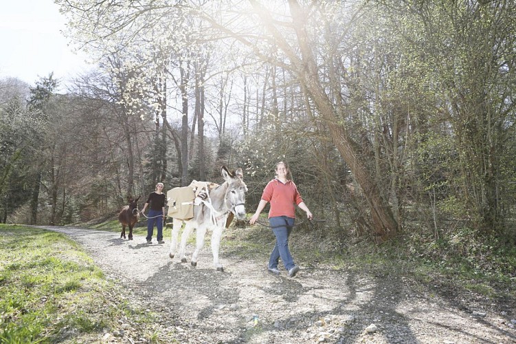 Randonner avec les ânes de la Ferme Pédagogique de Bouxwiller