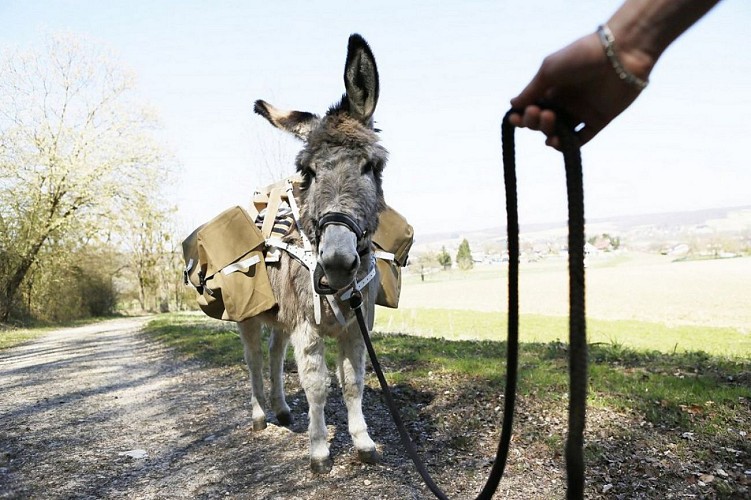 L'âne Pepito de la ferme pédagogique de Bouxwiller