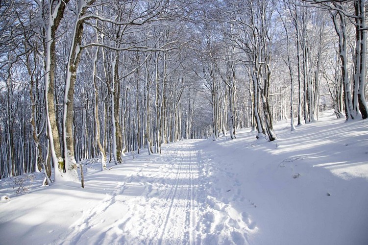 Balade en raquettes au Schnepfenried : Circuit 5- À travers les Hautes-Chaumes