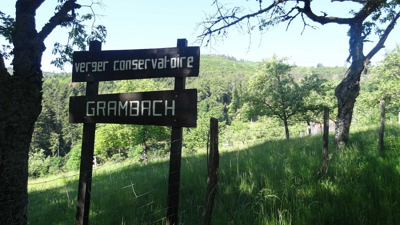 Marche santé Masevaux Grambaechle