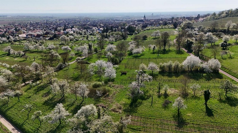 Wanderung um die Kirschbaumen