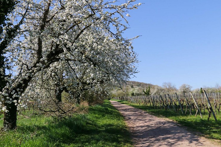 Wanderung um die Kirschbaumen