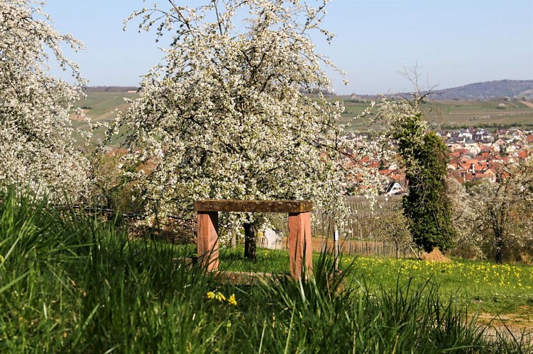 Wanderung um die Kirschbaumen