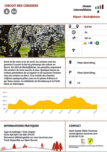 Wanderung um die Kirschbaumen