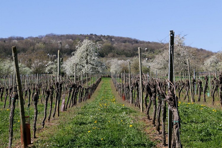Circuit des Cerisiers