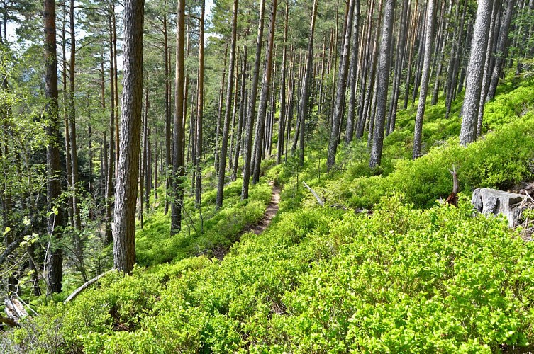 Hiking tour - tour of the small and large Hohnack