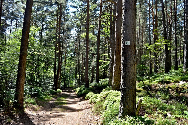 Hiking tour - tour of the small and large Hohnack