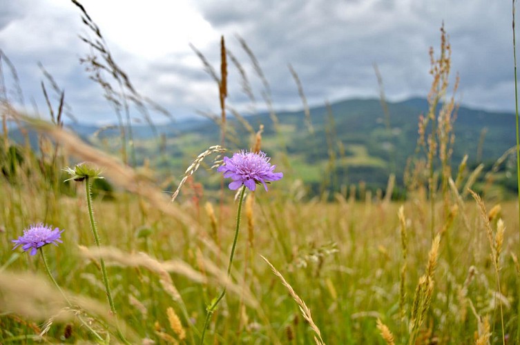 Wanderung - Von Lapoutroie zum Col de Chamont