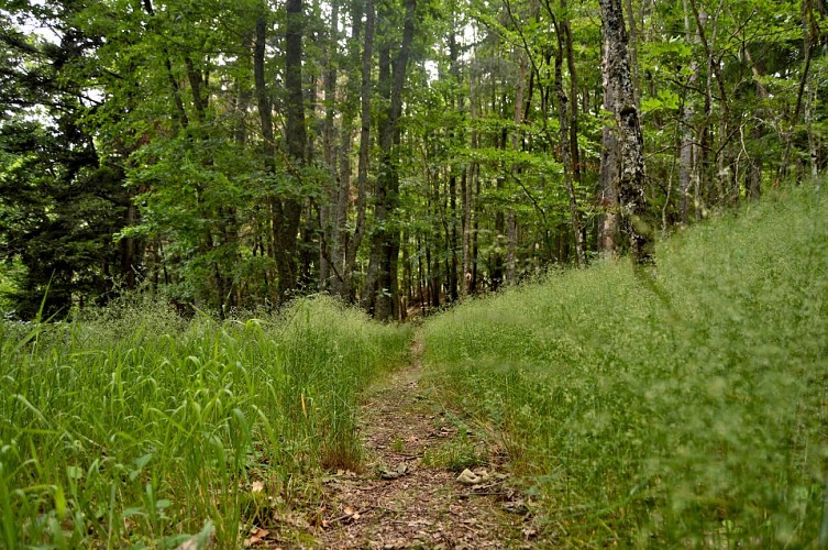 Hiking tour - from Lapoutroie to the Col de Chamont