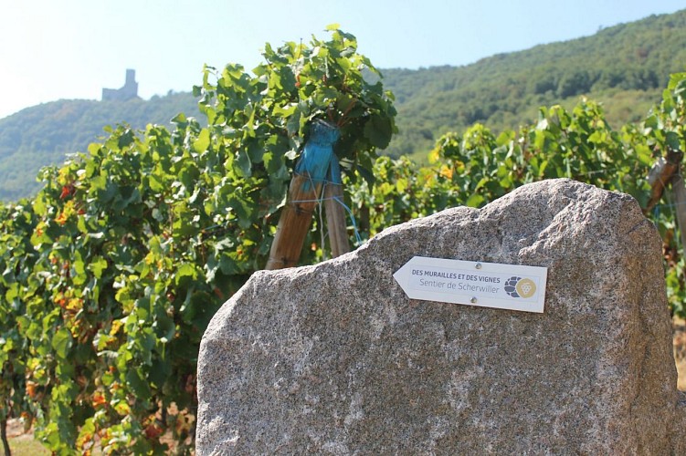 Ramparts and Vineyards trails - Scherwiller