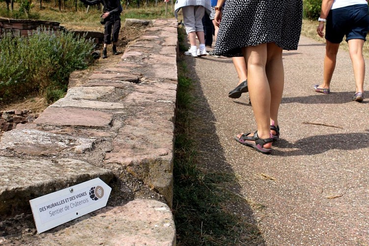 Mauern und Weinberge Erlebnispfad - Châtenois