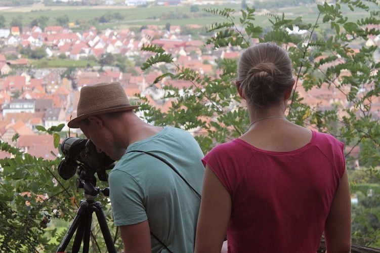 Mauern und Weinberge Erlebnispfad - Châtenois
