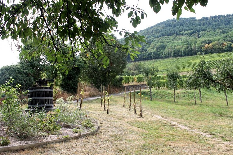 Ramparts and Vineyards trails - Châtenois