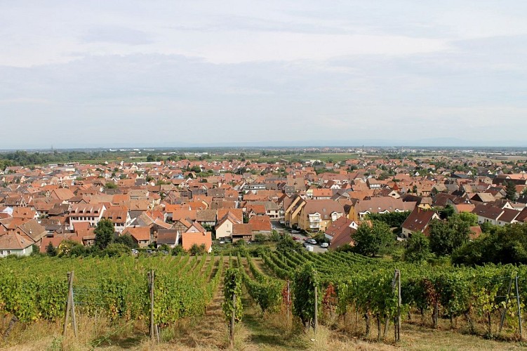Ramparts and Vineyards trails - Châtenois