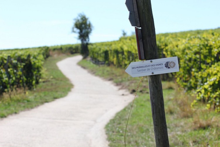Ramparts and Vineyards trails - Châtenois