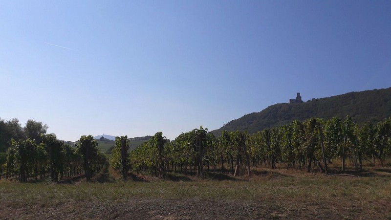 Ramparts and Vineyards trails - Châtenois