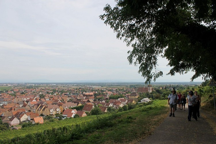 Sentier des Murailles et des Vignes - Châtenois