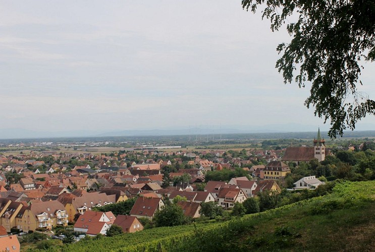 Sentier des Murailles et des Vignes - Châtenois