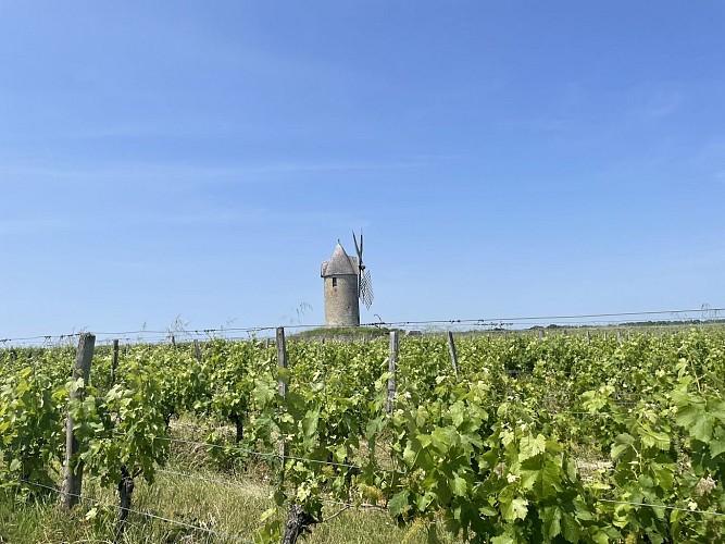 Saint-Aubin-de-Branne_©Office de Tourisme Castillon-Pujols_CM 2023 (6)