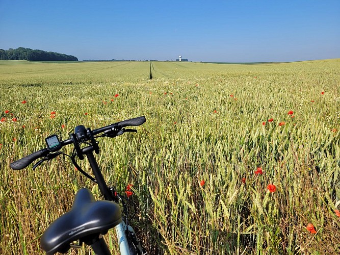 Champ de coquelicots
