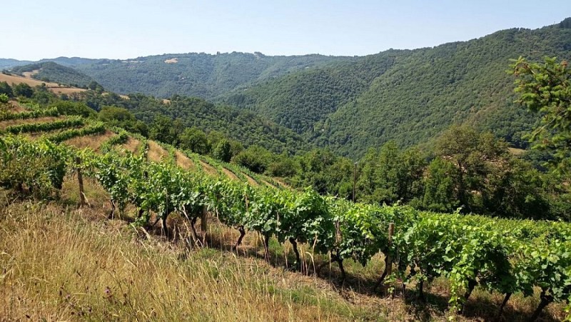 Les vignes à Méjanaserre