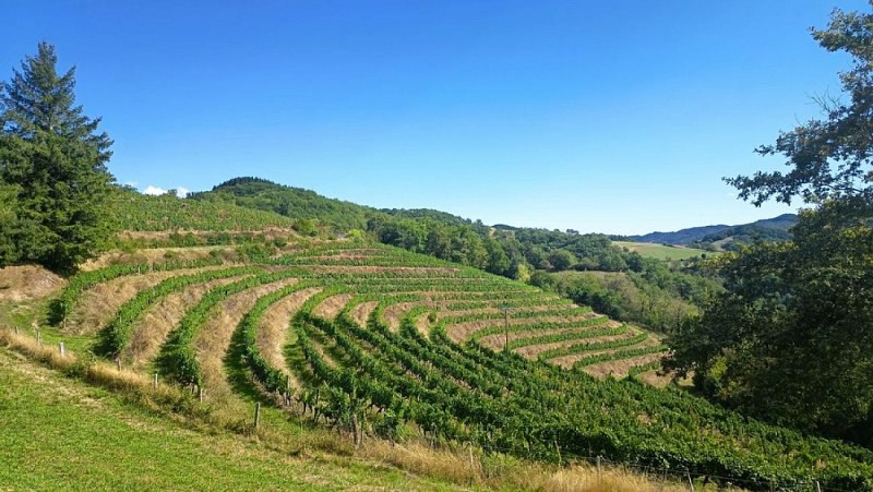 Les vignes de Méjanasserre