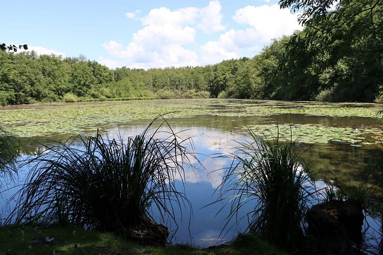 Réserve Naturelle Régionale des étangs de Mépieu - Creys-Mépieu