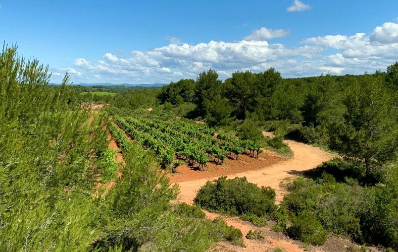 Circuit le petit Picpoul