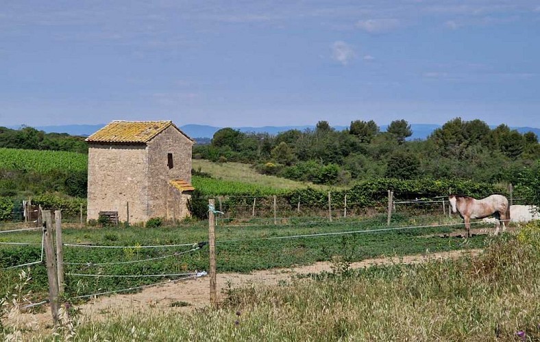 Randonnée autour du vignoble à Tourbes 1