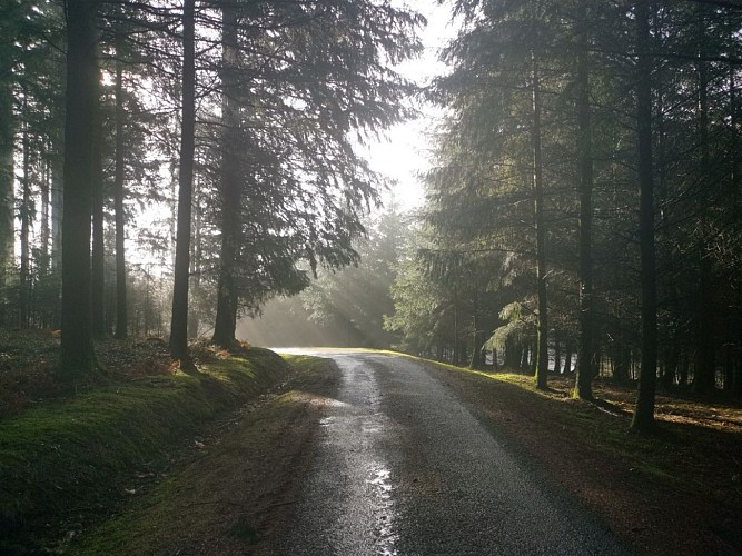 Boucle locale N°55 3