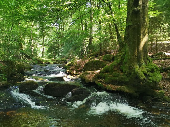 Boucle locale N°55 Au coeur de la campagne creusoise