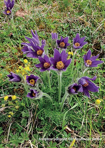 Anémones