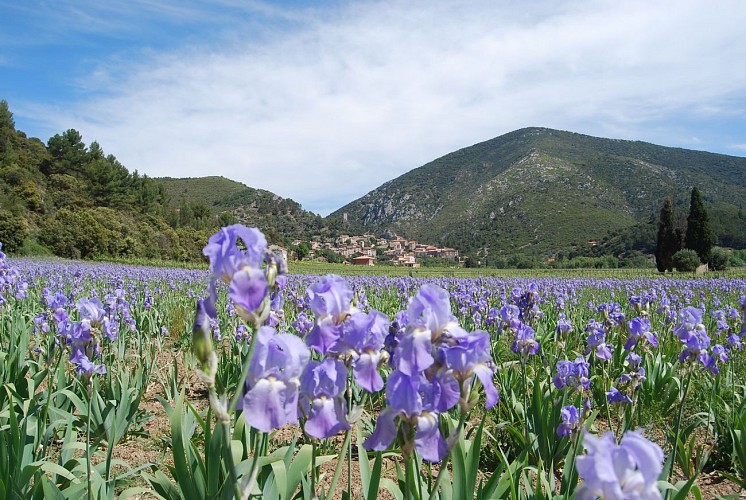 Ch_Pialot_Roquebrun_plaine du po