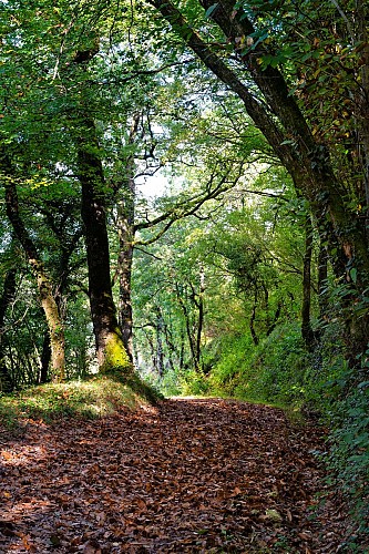 Circuit | Un château dans le vignoble | Bouteville_Bouteville