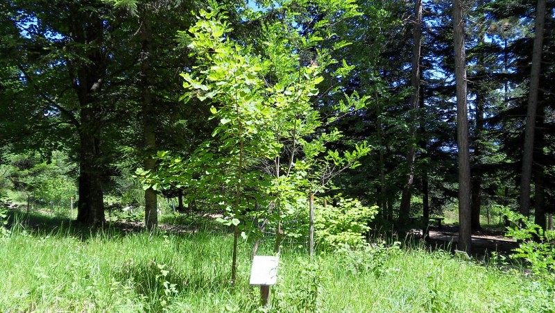 Arboretum de Saint Sébastien_Châtel-en-Trièves