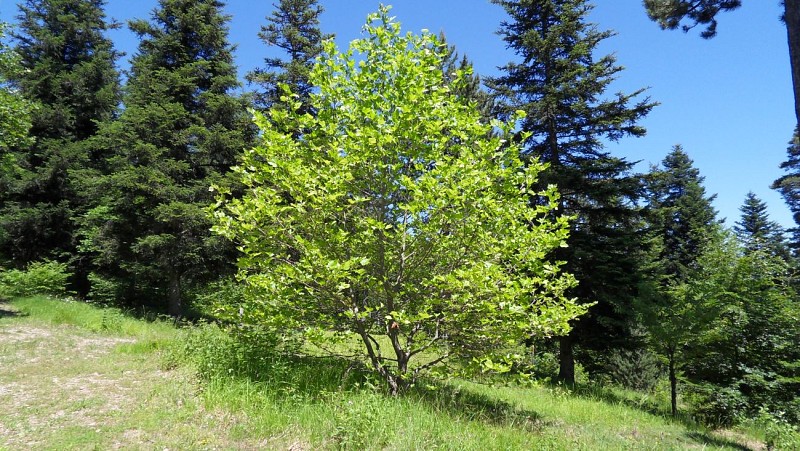 Arboretum de Saint Sébastien_Châtel-en-Trièves