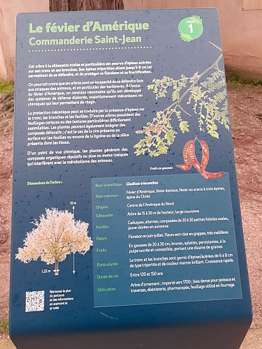 Panneau de l'étape 1 : le févier d'Amérique