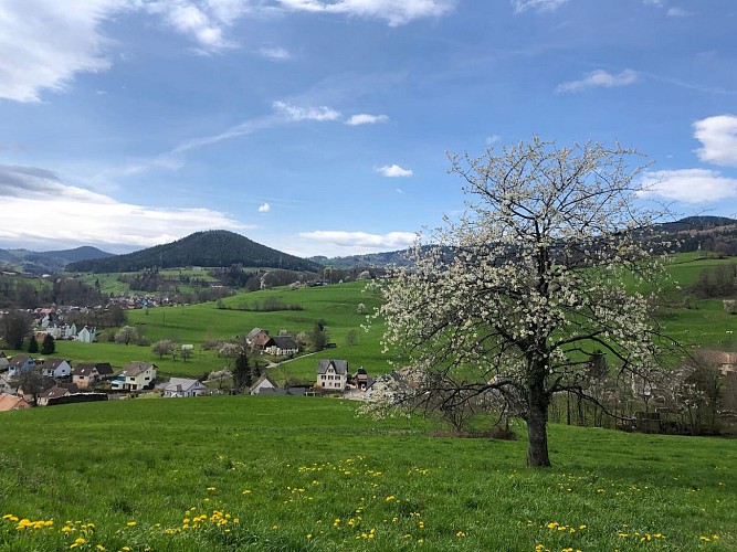 Circuit rando - sur les hauteurs d'Orbey