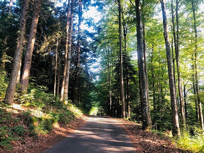 Circuit rando - sur les hauteurs entre Orbey et Lapoutroie