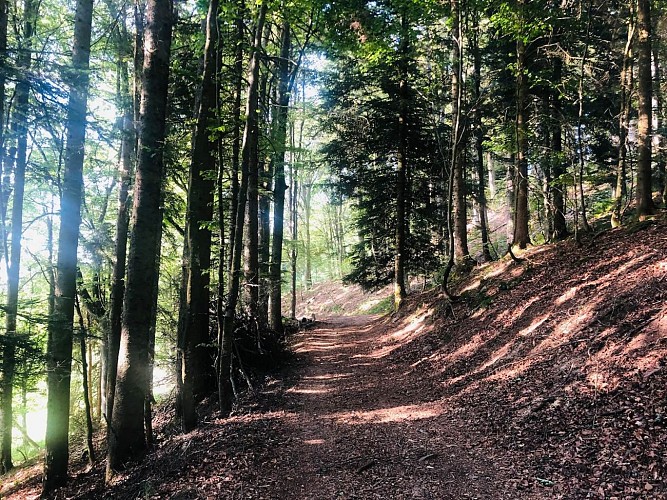 Circuit rando - sur les hauteurs entre Orbey et Lapoutroie